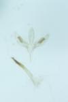 Acrocercops brongniardella