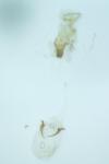 Caloptilia fribergensis
