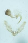 Platyptilia gonodactyla