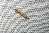 Phyllonorycter endryella