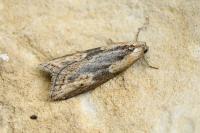 Doloploca punctulana