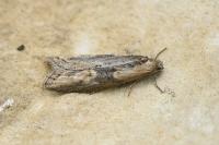 Doloploca punctulana