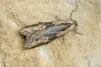 Doloploca punctulana