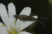 Coleophora lutarea