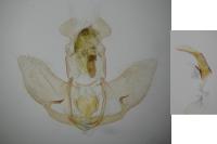 Agonopterix propinquella