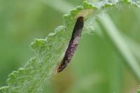 Coleophora albitarsella