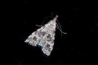 Alucita hexadactyla