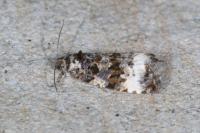 Endothenia