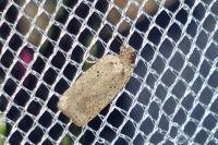 Agonopterix scopariella