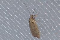 Agonopterix scopariella