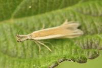 Pleurota aristella