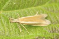 Pleurota aristella