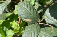 Coptotriche marginea