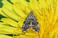 Anthophila fabriciana