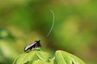 Adela reaumurella
