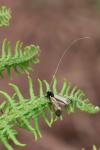 Adela reaumurella