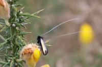 Adela reaumurella