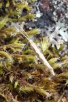 Plutella xylostella