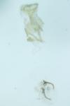 Caloptilia semifascia