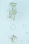 Caloptilia semifascia