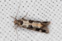 Denisia lutea