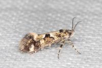 Denisia lutea
