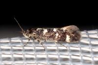 Denisia lutea