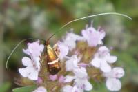 Adela australis