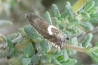 Grapholita lunulana