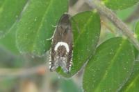 Grapholita lunulana