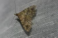 Alucita hexadactyla