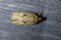 Agonopterix arenella