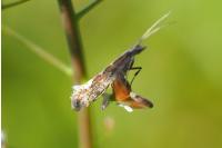 Plutella xylostella