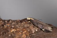 Aroga flavicomella