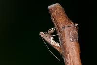 Caloptilia stigmatella