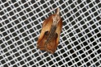 Acleris cristana