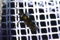 Euspilapteryx auroguttella