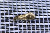Dyseriocrania subpurpurella
