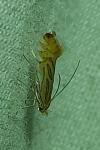 Phyllonorycter platani