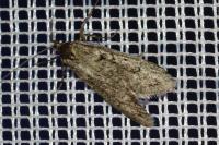 Diurnea fagella