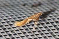 Caloptilia stigmatella