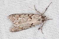 Diurnea fagella