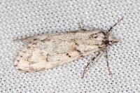 Diurnea fagella