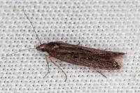 Neofaculta ericetella