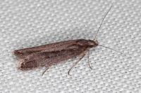 Neofaculta ericetella