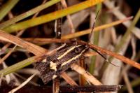 Esperia sulphurella