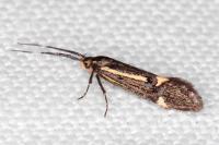 Esperia sulphurella