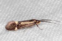 Esperia sulphurella
