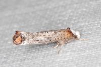 Pseudoswammerdamia combinella