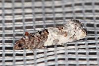 Phaneta pauperana